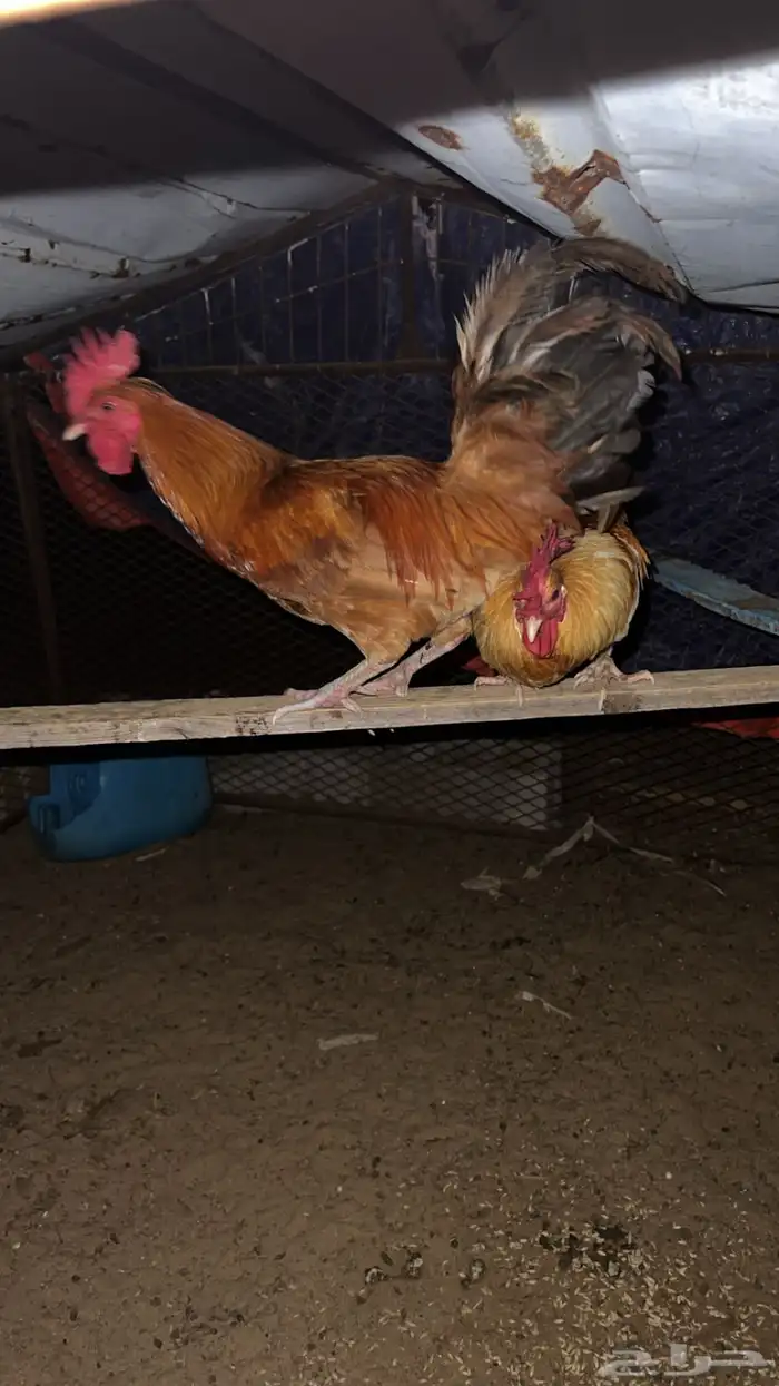 ديوك بلدي للبيع (تم البيع) 8