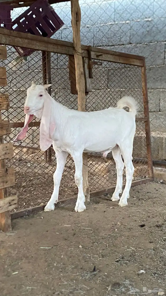 تيس صنف هولندي 2