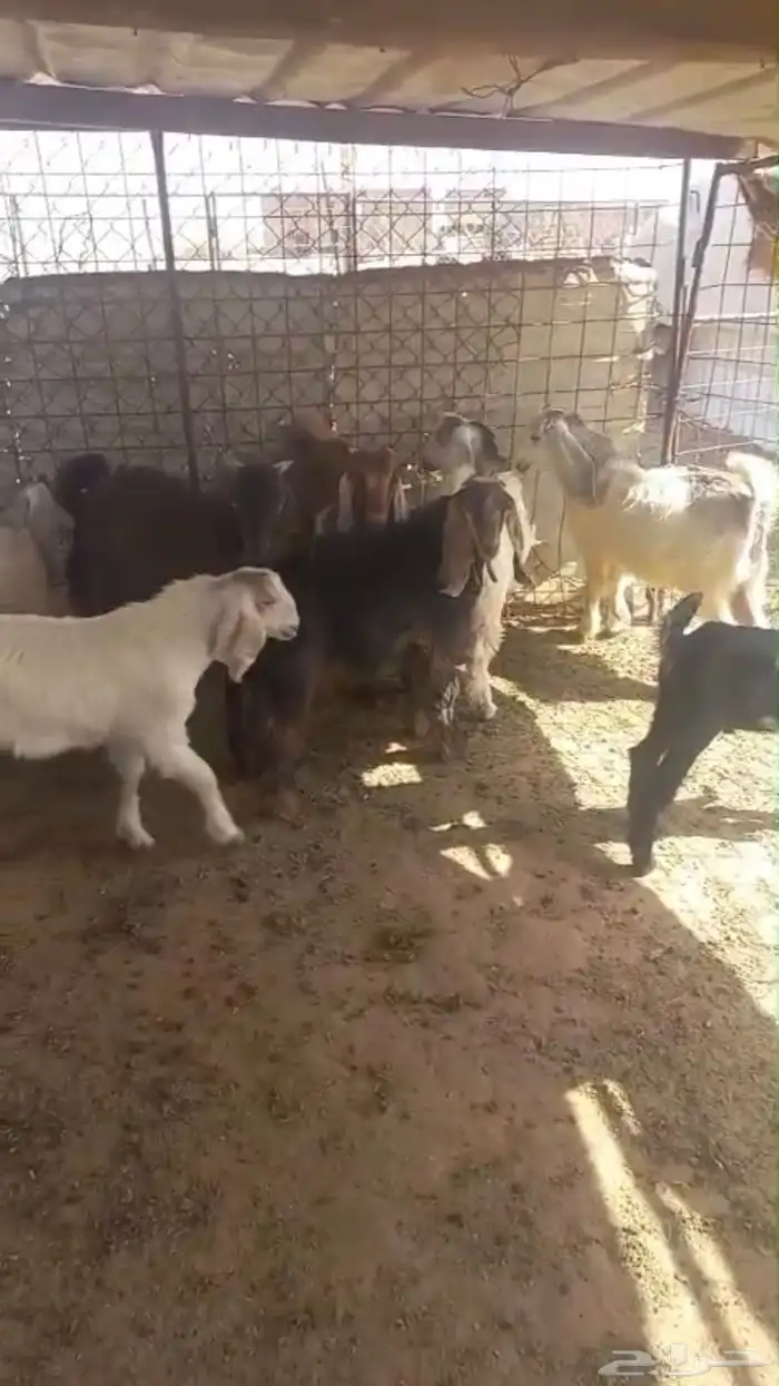 تيوس مندي العمر 4 شهور طيبه ومغلقه الحد 950 0