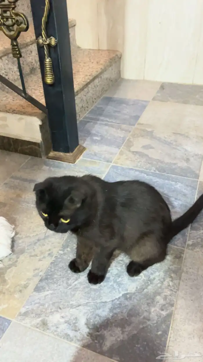 قطوه سكوتش 0
