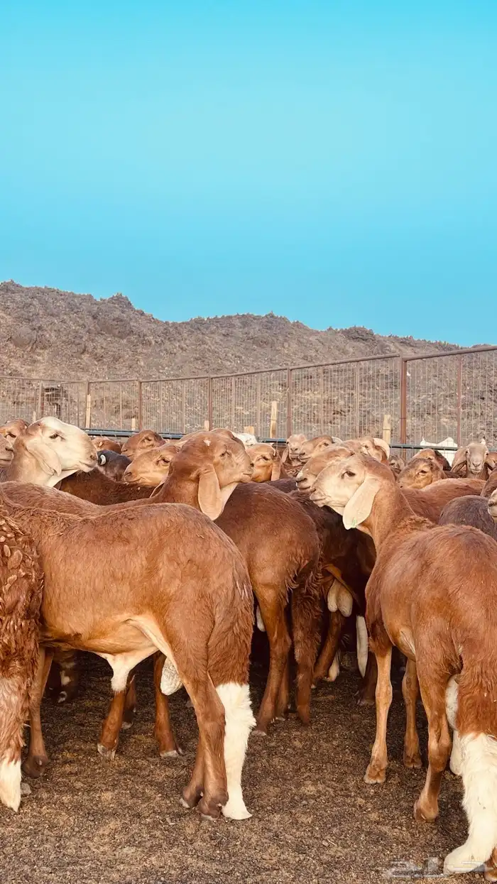 سواكن حمري مرابي تربية بريه جذعان و ثنيان (راجع التقييم) 1