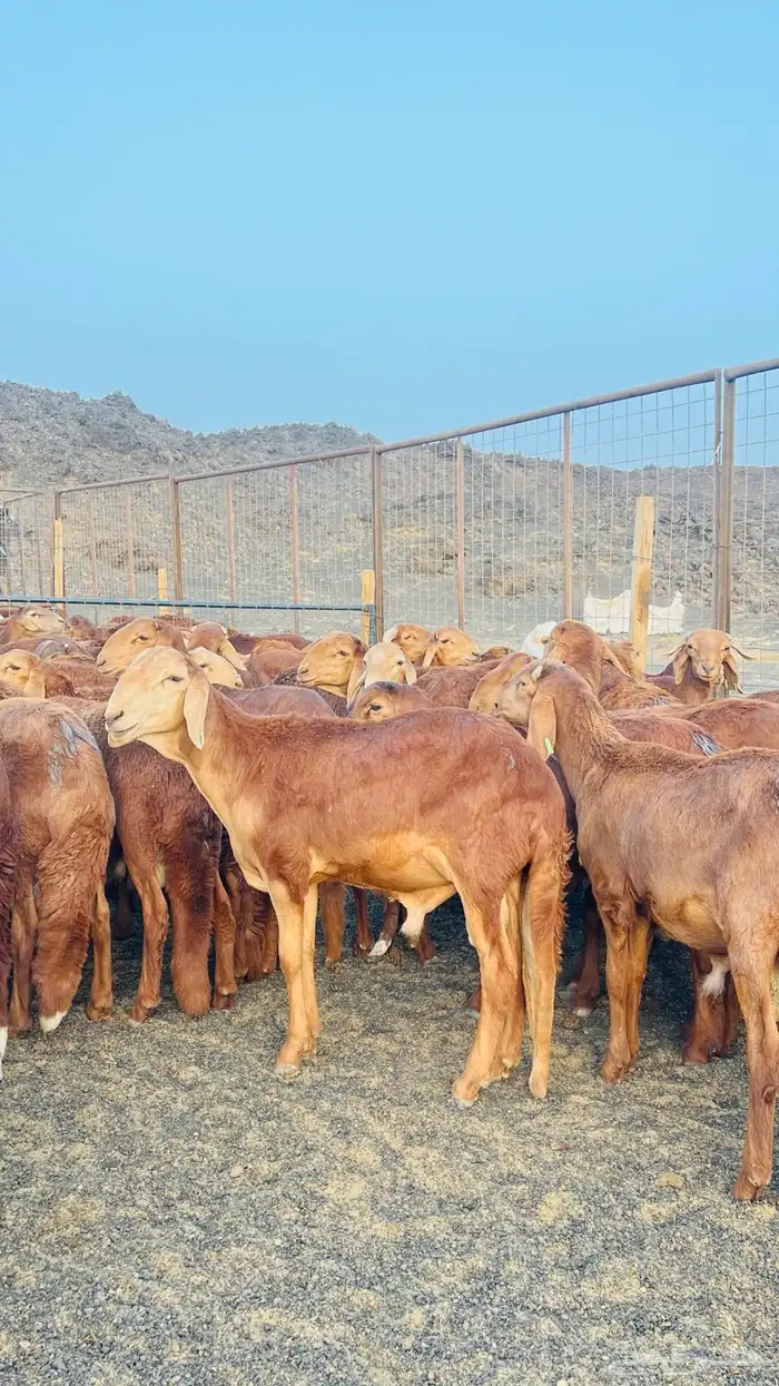 سواكن حمري مرابي تربية بريه جذعان و ثنيان (راجع التقييم) 3