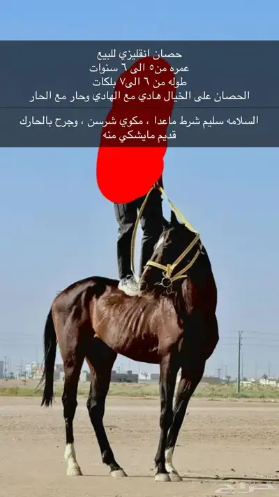 خيل انقليزي للبيع مواصفاته بالصوره 0