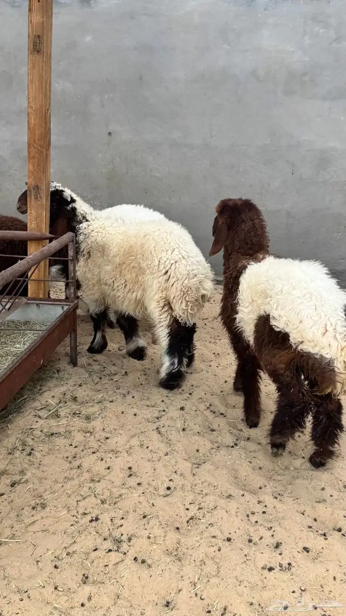 ثني نعيم 1