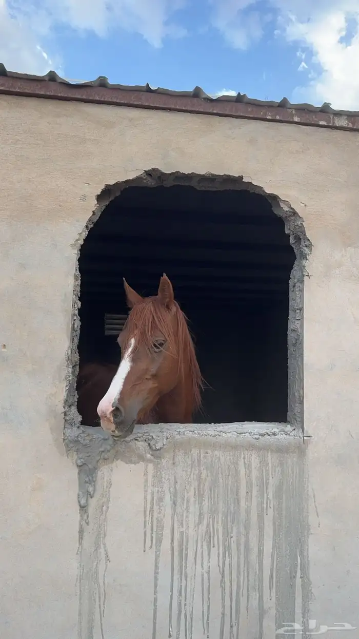 حصان شعبي ذكر من صاحبين ان امه او ابوه جزيري 3