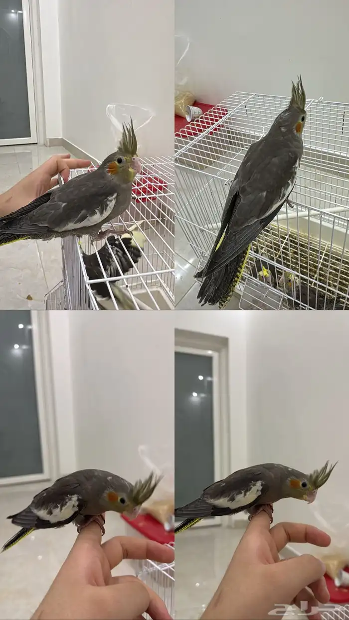 فرخ كروان اليف 0