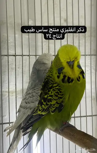 مجموعة بادجي انجليزي مستويات طيبة 2