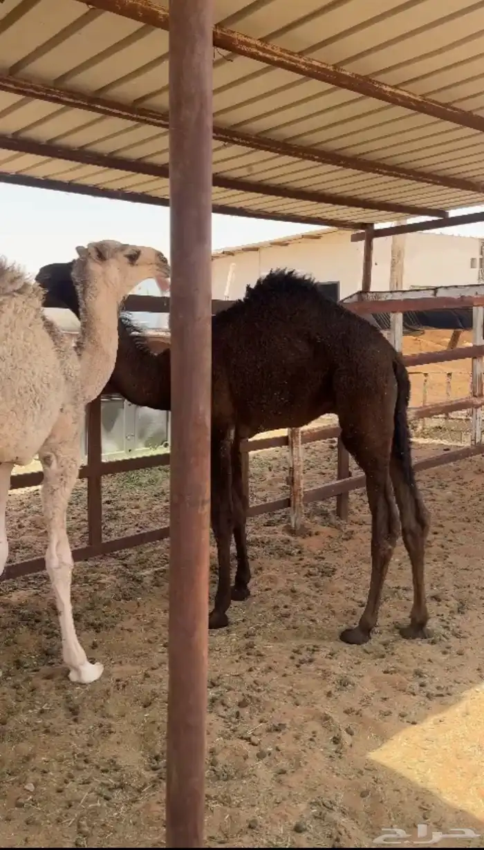 (علاج الصحن) قعدان قصب فاخرات مقفلات فل فل شحم 0