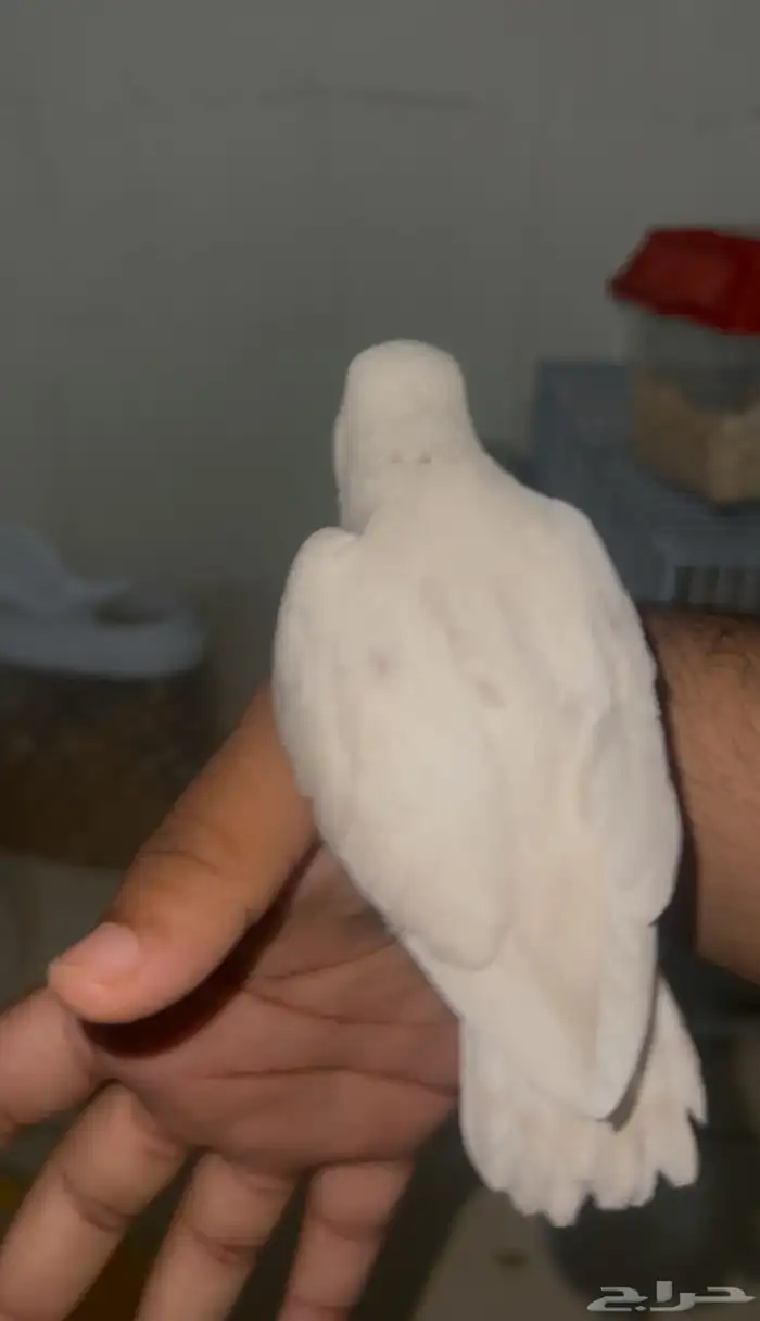 روز هدد نننشبه ماشاءالله نهايه غر بدايه تكسير حب 1