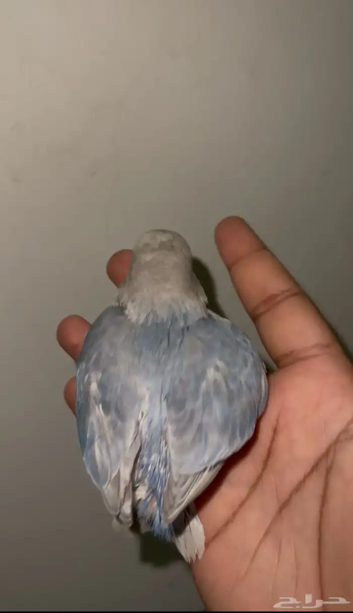 فروخ روز غر تصنيفات عاليه حجم سوبر جامبو ماشاءالله صحه شرط 4