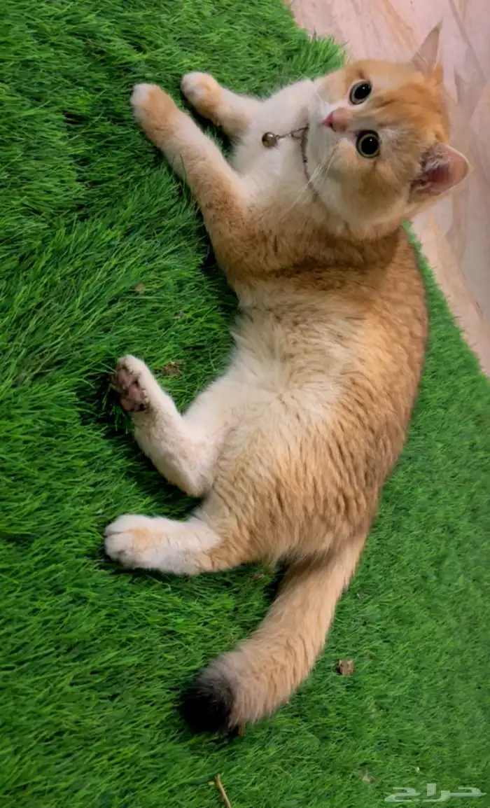 ذكر بريتش ny12 مسجل ومنتج للبيع او التزاوج 3