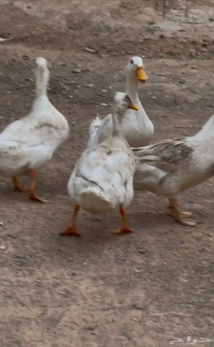 بط للبيع 0