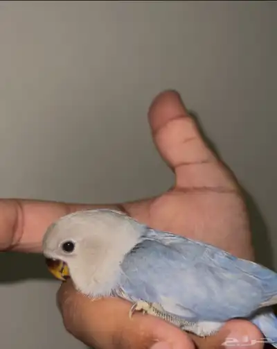 فروخ روز غر تصنيفات عاليه حجم سوبر جامبو ماشاءالله صحه شرط 3