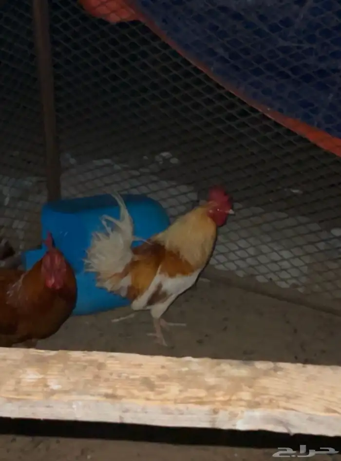 ديوك بلدي للبيع (تم البيع) 2