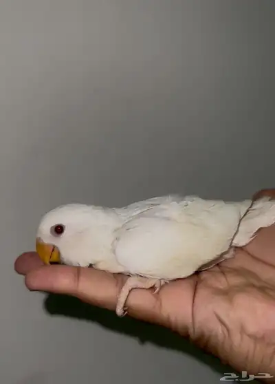 فروخ روز غر تصنيفات عاليه حجم سوبر جامبو ماشاءالله صحه شرط 2
