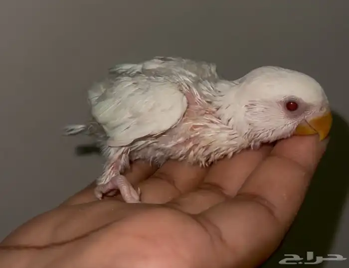 فروخ روز غر تصنيفات عاليه حجم سوبر جامبو ماشاءالله صحه شرط 6