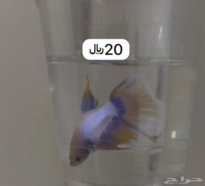 اسماك فايتر باقل الأسعار   سمك مولي 16