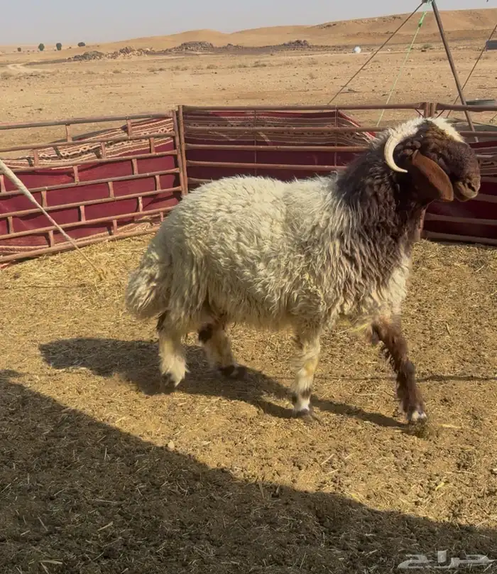 طلي مشروع فحل 2