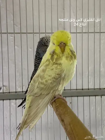 مجموعة بادجي انجليزي مستويات طيبة 4