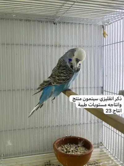 مجموعة بادجي انجليزي مستويات طيبة 1