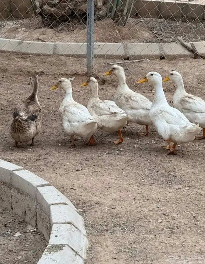 بط للبيع 1
