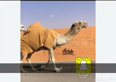 بكره تماميه حقه وضحاء 2