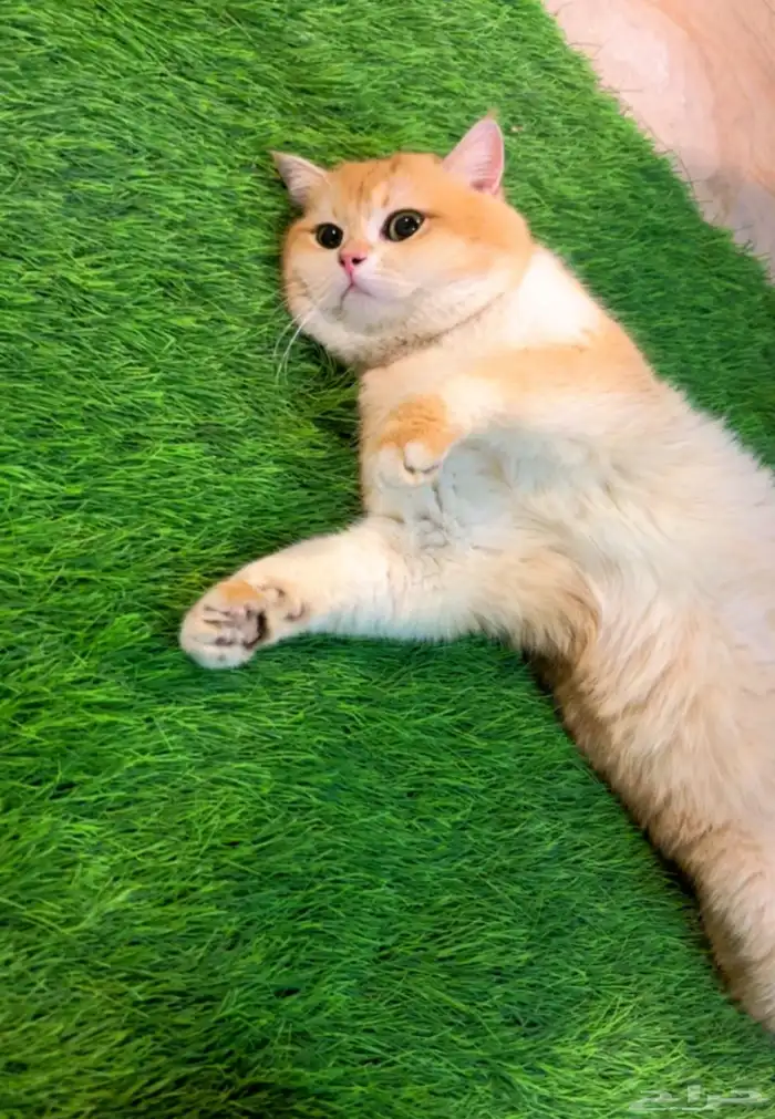 ذكر بريتش ny12 مسجل ومنتج للبيع او التزاوج 1