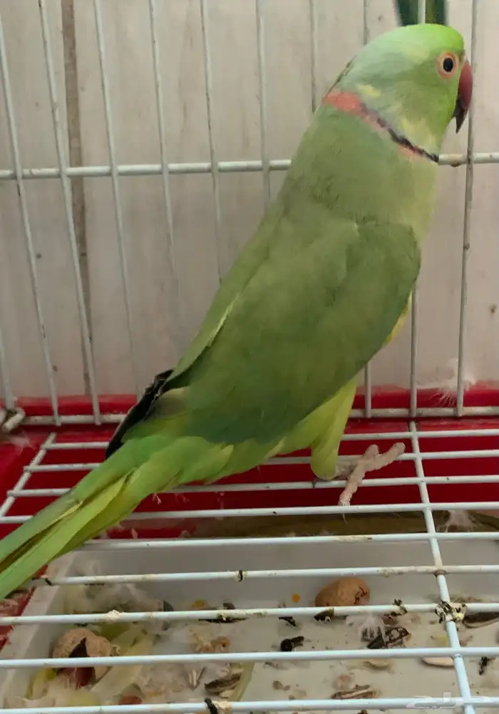 جوز ببغاء   دره خضراء الهندي 1