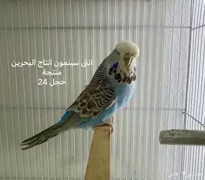 مجموعة بادجي انجليزي مستويات طيبة 3