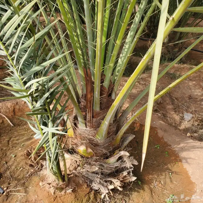 نخل من القصيم 3