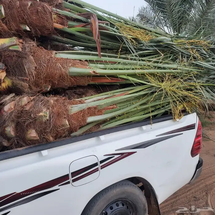 نخل من القصيم 1