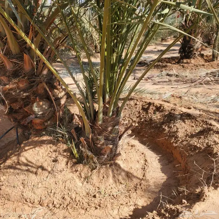 نخل من القصيم 5