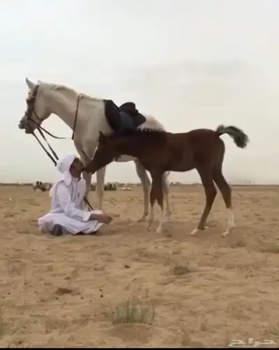 تأجير ركوب حر 2