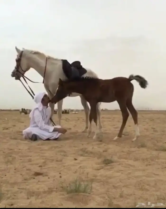 تأجير ركوب حر 2