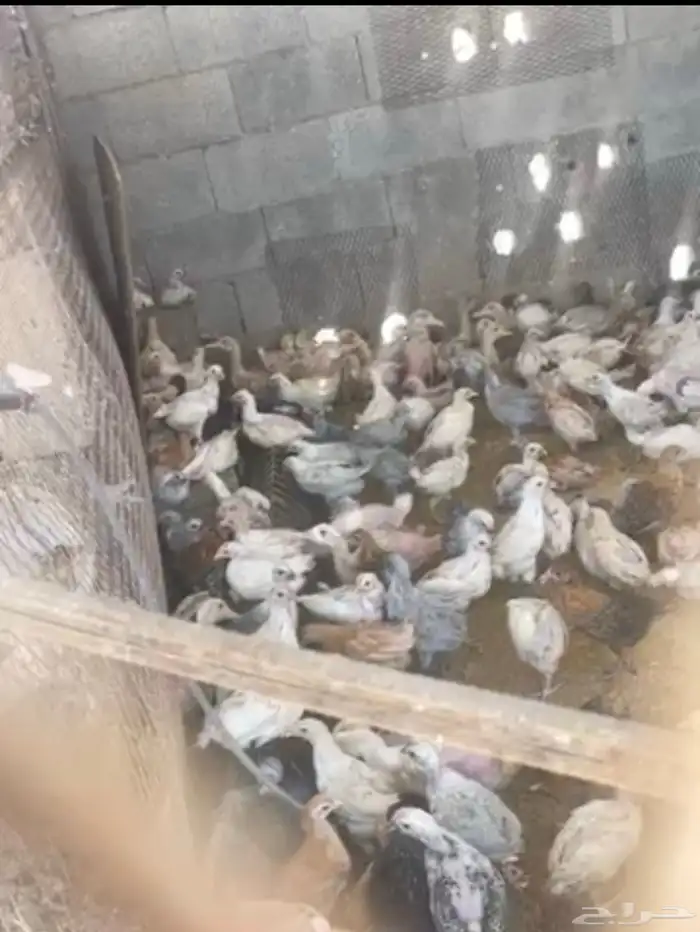 صوص دجاج عمر شهر او يزيد قليلا  مشكل 0