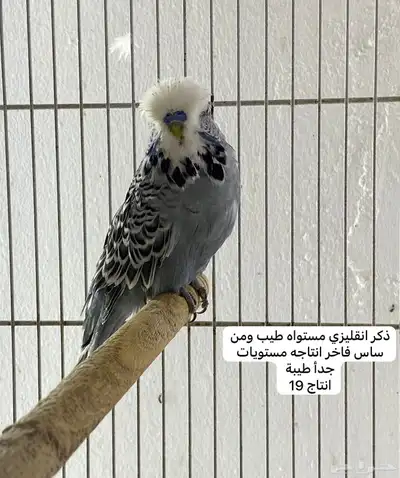 مجموعة بادجي انجليزي مستويات طيبة 0