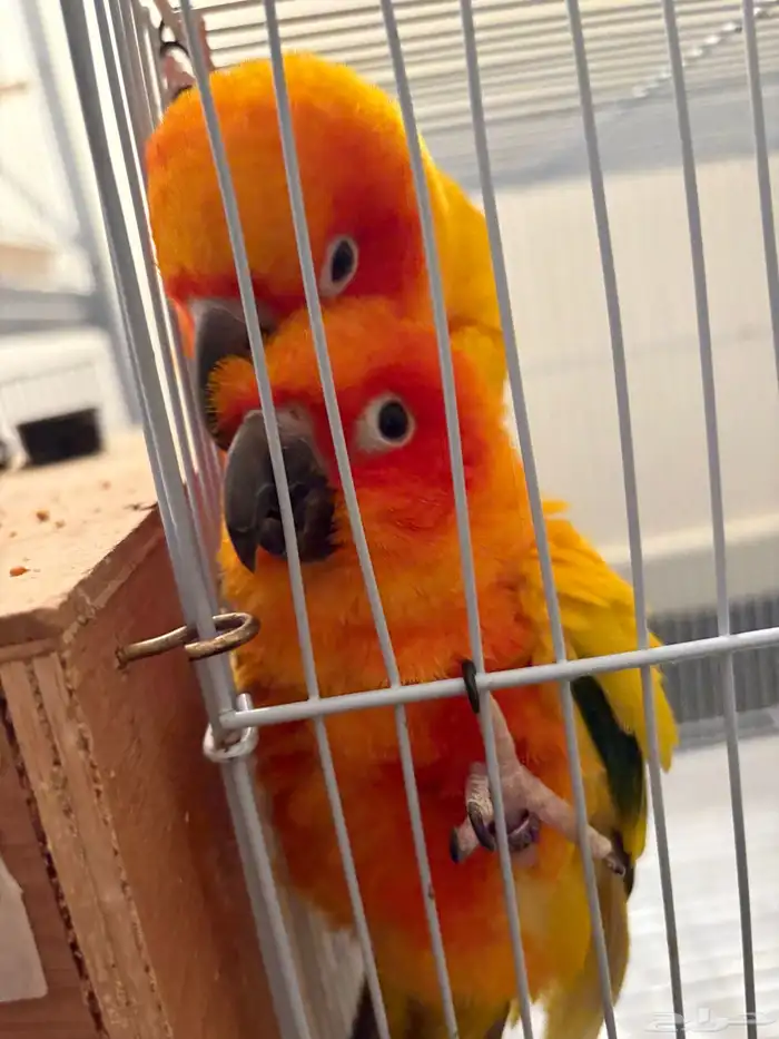 زوج صن كنيور محلل 0