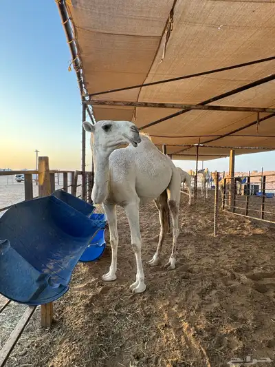 بكره تماميه حقه وضحاء 0