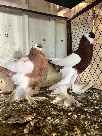 طبات مسوبع وبومريان 1