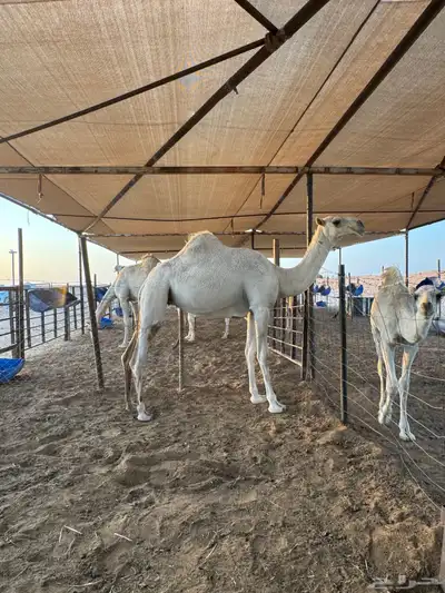 بكره تماميه حقه وضحاء 1