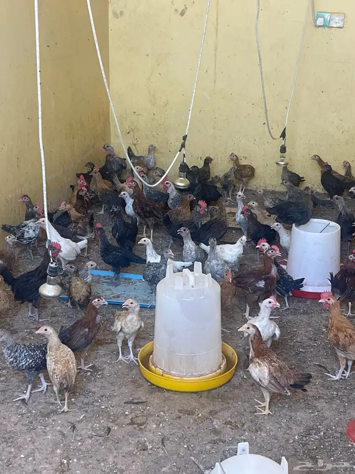 صوص للبيع العمر شهرين 1