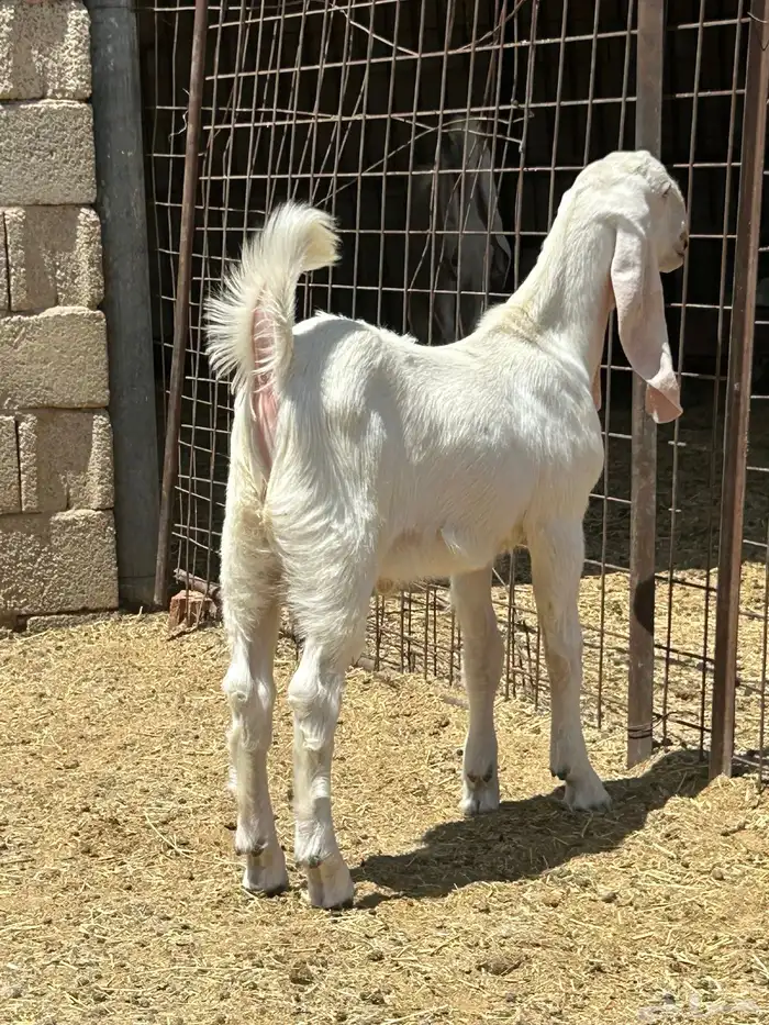 مشروع فحل مطور 3