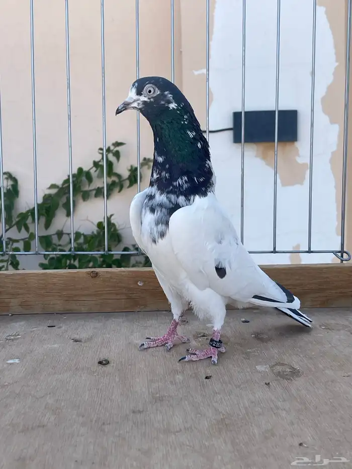 للبيع تيدي سخي 1