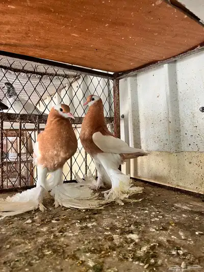 طبات مسوبع وبومريان 2