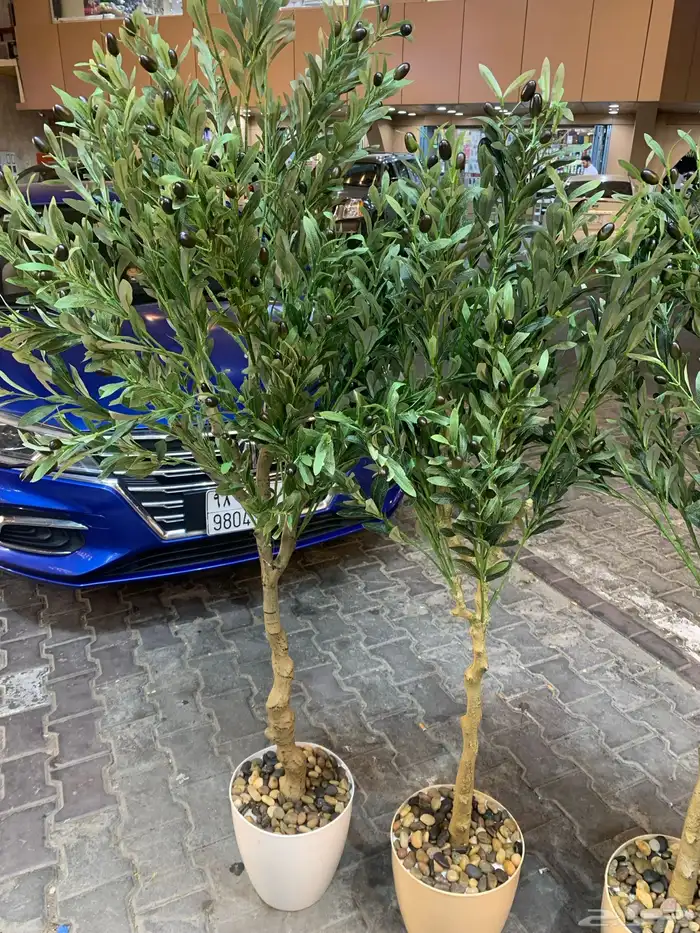 شجرة الزيتون 0