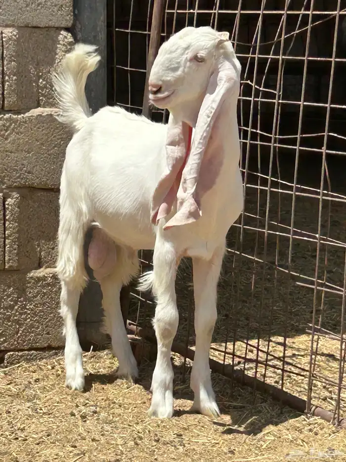 مشروع فحل مطور 2