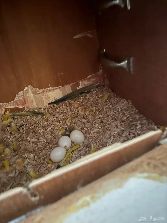 زوج صن كنيور محلل 4