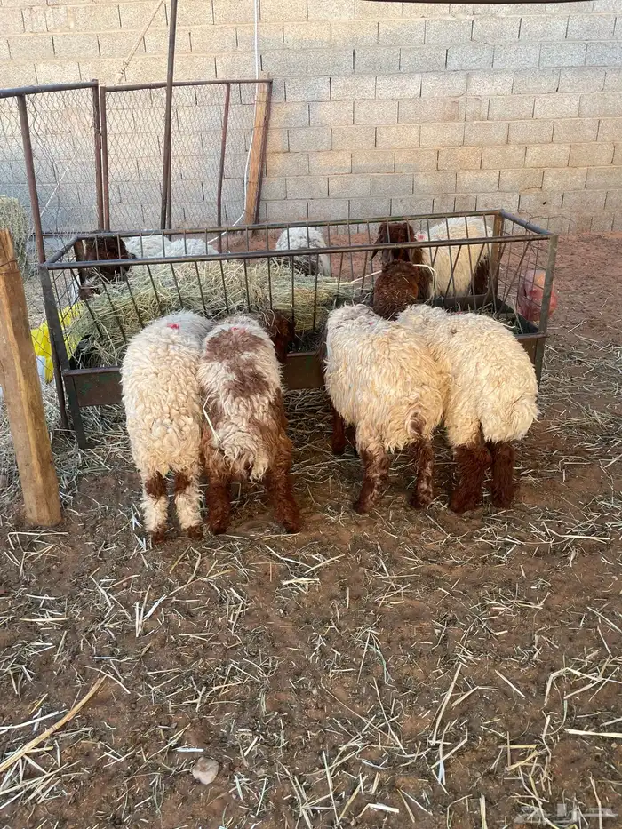 ذبايح 100 تقييم تمارا 2