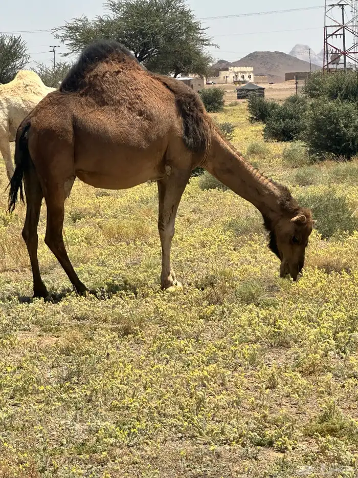 ناقه حمرا لقحه طيبه 0