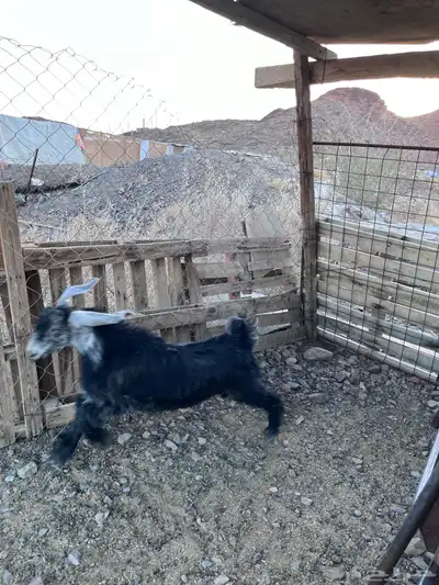 تيس للبيع عمره أربع شهور 2